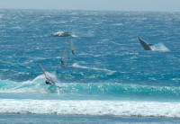 /album/photogallery/humpback-whales-gnaraloo-jpg/